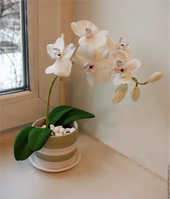 Орхидея Phal. Multi Rood - купить, доставка Украина