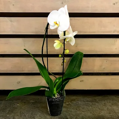 Брошь 'Орхидея', терракотового цвета в магазине «LosiLosiCouture» на  Ламбада-маркете
