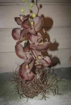 Орхидея Камбрия желто-коричневая