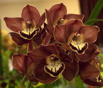 Коричневые орхидеи: описание и фото 9 интересных сортов шоколадного цвета