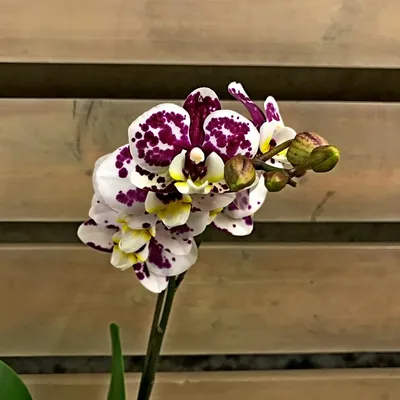 Орхидея из фоамирана в интернет-магазине Ярмарка Мастеров по цене 1500 ₽ –  82HTZRU | Композиции, Санкт-Петербург - доставка по России