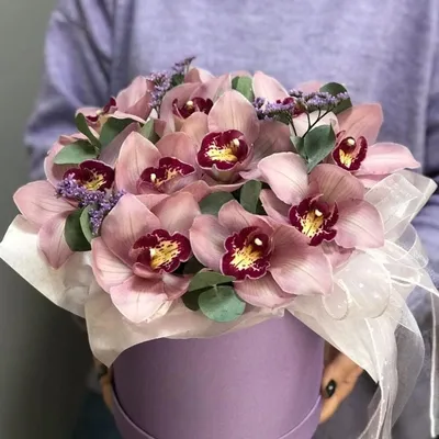 Орхидея Фаленопсис Токио Каскад D12 купить в Москве