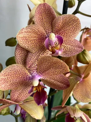 Орхидея желтая с красно-коричневыми точками Harmer. Купить в Киеве орхидеи  с доставкой. Флора Лайф