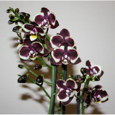 Орхидея купить по выгодной цене в интернет-магазине OZON (1173757204)