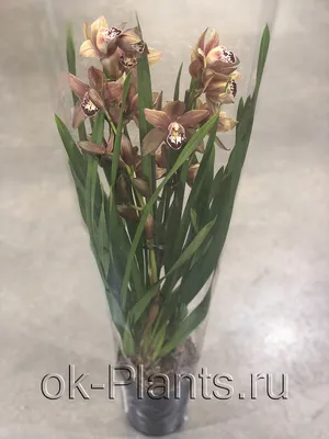 Орхидея на окне в 2023 г | Орхидея, Цветы в горшках, Цветы