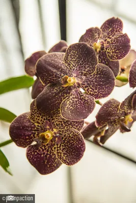 Орхидея Фаленопсис Сансет Лав ⌀12 40 см купить в Москве с доставкой |  Магазин растений Bloom Story (Блум Стори)