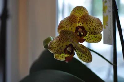 Красно-коричневый Орхидея Ванда Flower-, Изолированных На Белом Фотография,  картинки, изображения и сток-фотография без роялти. Image 24437499