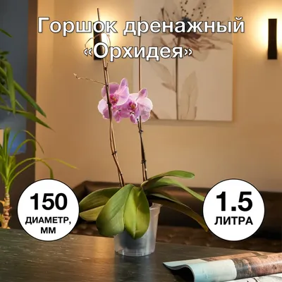 15 медовых орхидей в коробке за 6 490 руб. | Бесплатная доставка цветов по  Москве