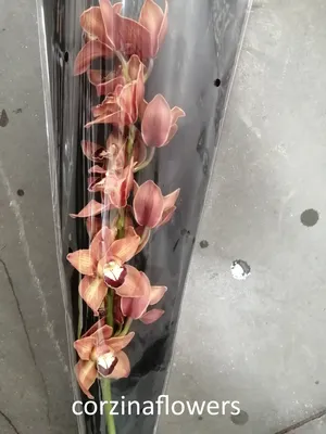 Орхидея Цимбидиум Коричневый, 2 ствола