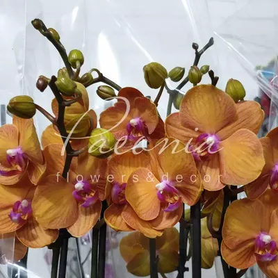 светло-коричневый цвет кимбидий или орхидея лодки Стоковое Изображение -  изображение насчитывающей северно, парник: 221832211