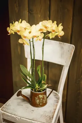Купить Орхидея Фаленопсис Онлайн / Комнатные растения в Кишиневе, Молдова