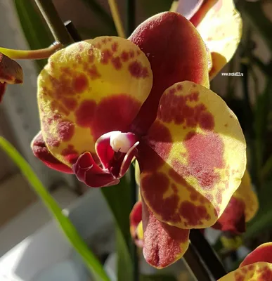 Орхидеи (коричневый стебель) Б368 купить в интернет-магазине Ярмарка  Мастеров по цене 300 ₽ – LZLGSRU | Цветы искусственные, Москва - доставка  по России