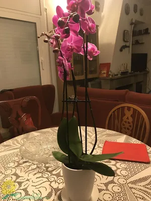 Цветы Орхидея 3126-91 - Lux Presents