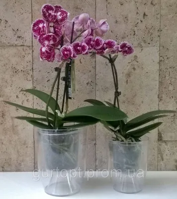 Цимбидиум коричневый Манон срезка орхидея SR561 купить в Москве с доставкой  - Корзина Цветов