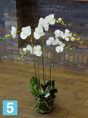 Орхидея ветка фаленопсис сатин 105 см (ID#1903739288), цена: 120 ₴, купить  на Prom.ua