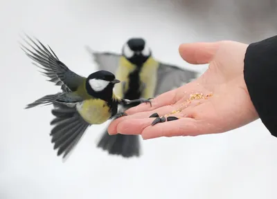 Кормление птиц зимой фото фото