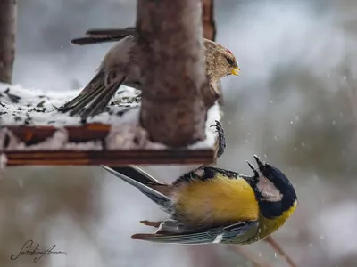 🐦 Чем кормить птиц зимой? | SIMA-LAND.RU