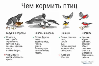 Как правильно кормить разных птиц зимой. Инфографика | Природа | Общество |  Аргументы и Факты