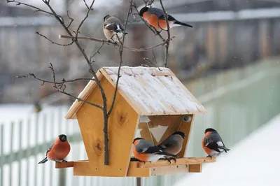 Птичьи проделки. Наблюдаем за птицами этой зимой | Окружающий мир