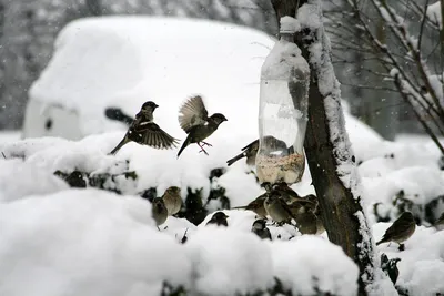 Узнали, чем кормить птиц зимой - Жыцце Палесся