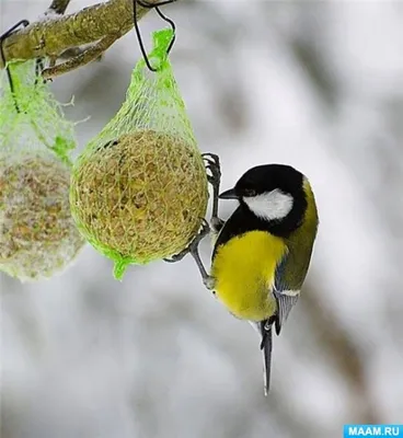 Птицы и белки в зимних парках: как и чем кормить / Новости города / Сайт  Москвы