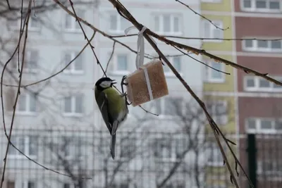 Чем кормить зимой птиц - запрещенные и разрешенные продукты | РБК Украина