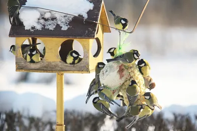 Почему не стоит кормить птиц зимой. Альтернативное мнение. | 🔔 Дикая  Природа Крыма. My-Mriya | Дзен