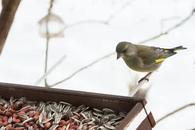 Орнитолог рассказал, как правильно подкармливать птиц зимой - Российская  газета