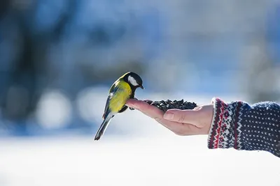 Чем можно кормить птиц зимой – перечень разрешенных и запрещенных продуктов  – Pets