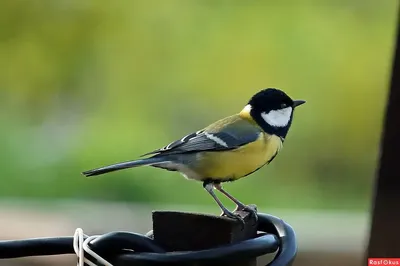 Чем кормить птиц зимой ❄ Выбираем Корм для кормушки - YouTube