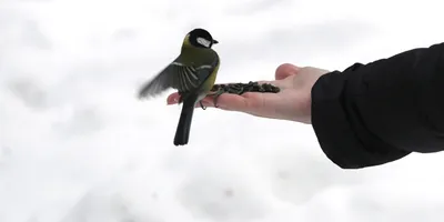 Станция юных техников - Новости - Покормите птиц суровой зимой