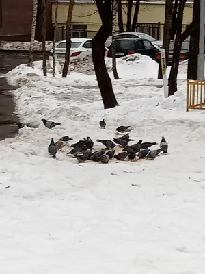 Подкормите птиц зимой!. Большая Переменка