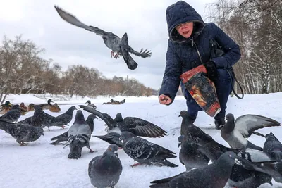 Экологическая акция «Покормите птиц зимой!»