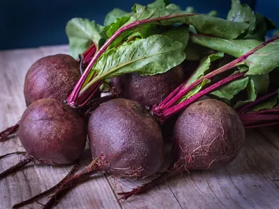 Свекла для кур несушек: красная, сахарная и кормовая. Польза и вред |  Куриная жизнь от А до Я | Дзен