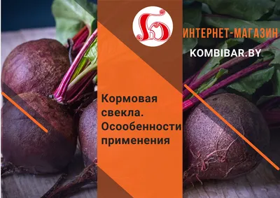 Свекла кормовая. Особенности применения при выращивании скота и птицы