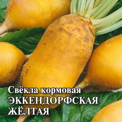 Семена свеклы кормовой Урсус (Украина)