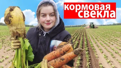 Купить свекла кормовая эккендорфская желтая Саратов оптом и в розницу по  низкой цене