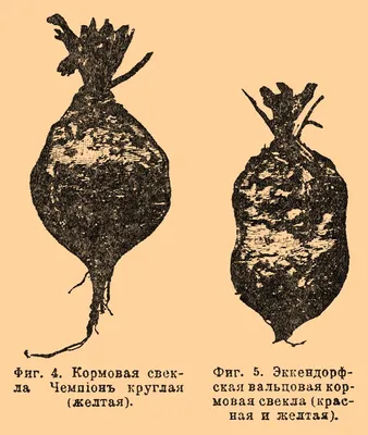 Купить свекла кормовая эккендорфская желтая Саратов оптом и в розницу по  низкой цене