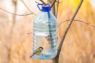 Кормушка для птиц из 5 литровой бутылки фото фото
