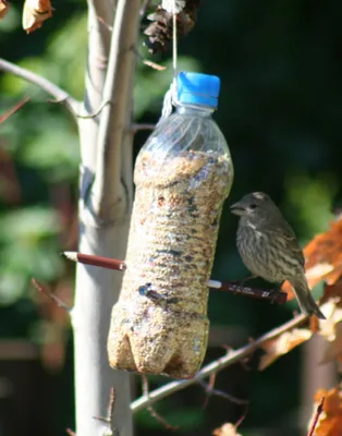 кормушка для птиц из 5 литровой бутылки своими руками｜Поиск в TikTok