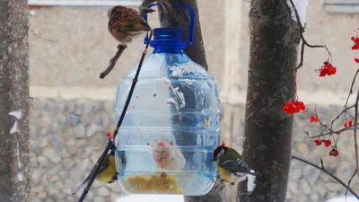Кормушка для птиц из пластиковой бутылки: пошаговая инструкция