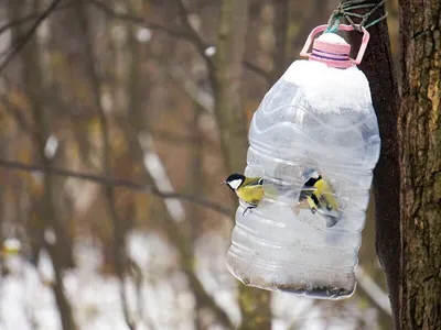 Кормушки для птиц из пластиковых бутылок — бюджетное решение | Идеальный  огород | Дзен