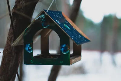 Делаем кормушки для птиц своими руками | Эколог