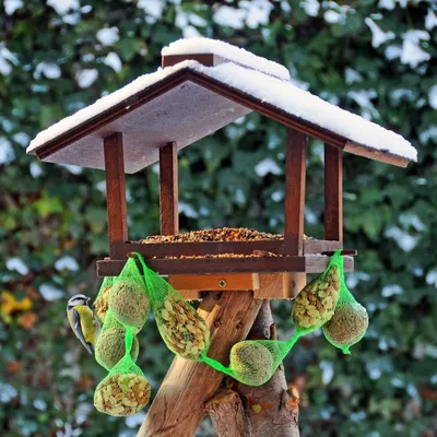 Как сделать кормушку для птиц и чем их можно подкармливать зимой