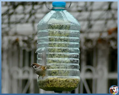 Кормушка для птиц своими руками: интересные идеи из подручных материалов -  YouTube