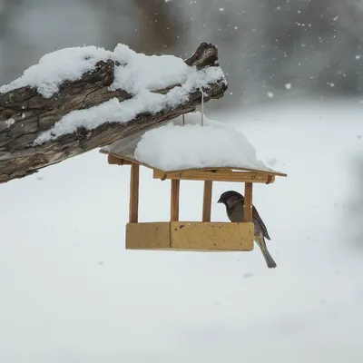 Очень простая кормушка для птиц без гвоздей и саморезов - YouTube