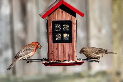 How to make a bird feeder. DIY ideas. - YouTube