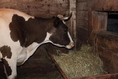Коровы есть Люцерн Hay от кормушки на ферме Стоковое Фото - изображение  насчитывающей громоздкого, смотреть: 113289064