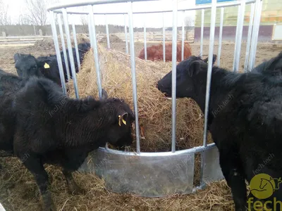 Коровы Гольштейна есть Silage от кормушки Стоковое Фото - изображение  насчитывающей молокозавод, ангстрома: 147838236