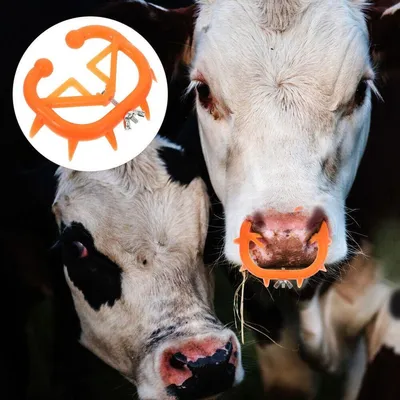 Содержание коров на ферме | Спаси Господи | Дзен